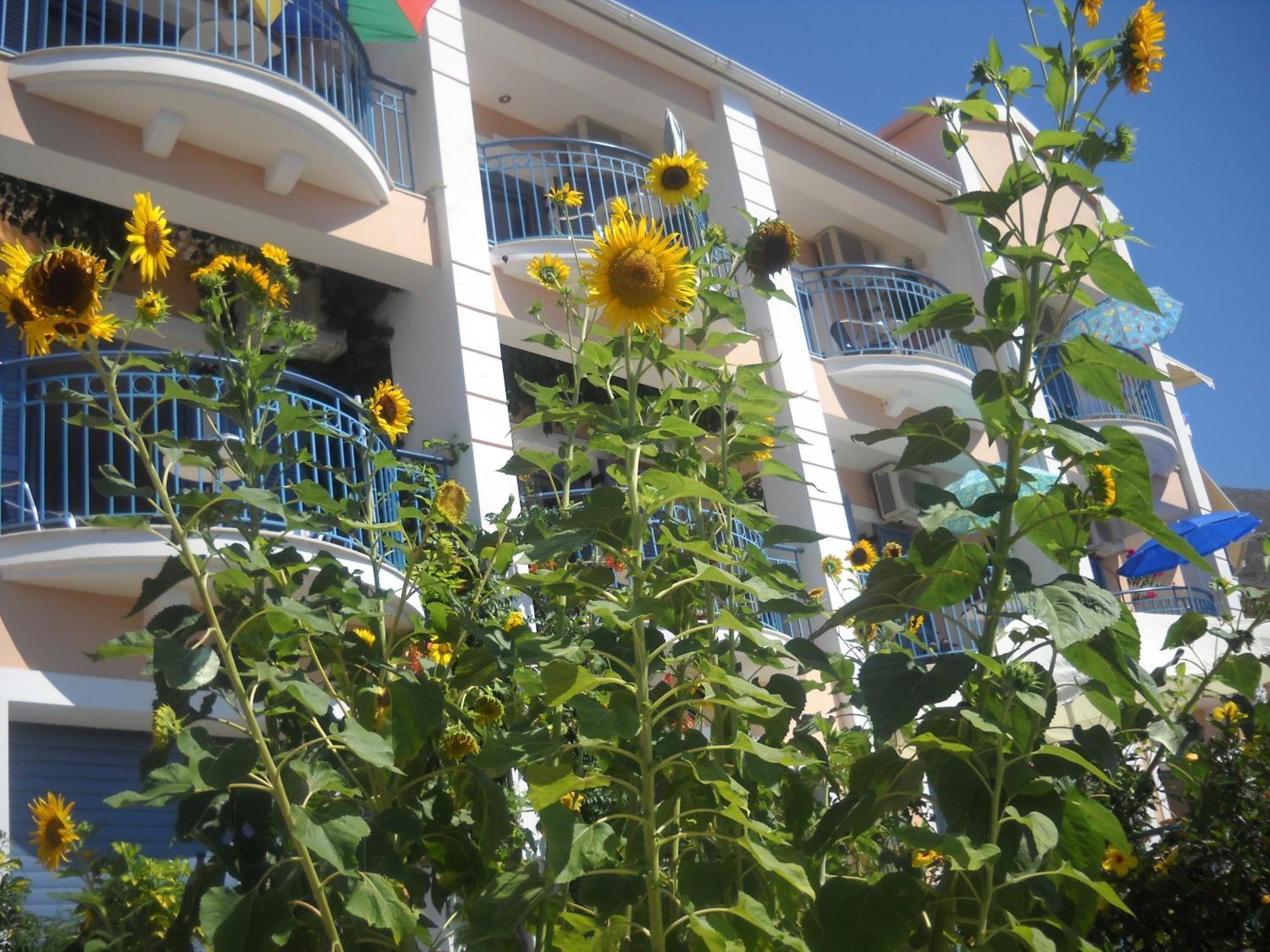 Olive Bay Hotel Agia Efimia Esterno foto